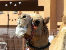 114 Kamel mit Schaum.JPG